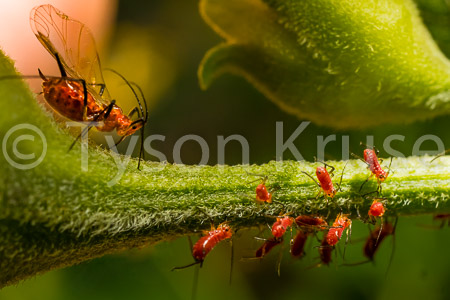 All Gods Children Need A Momma